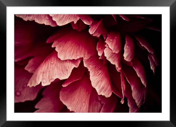 Pink Flower in the rain Framed Mounted Print by Malcolm Smith