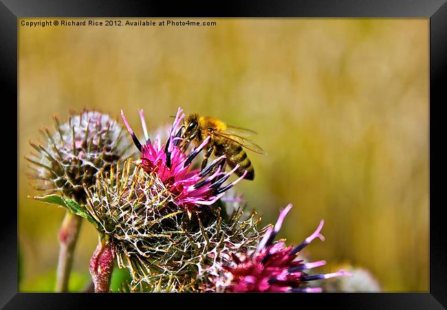 Bee on Cacti Framed Print by Richard Rice