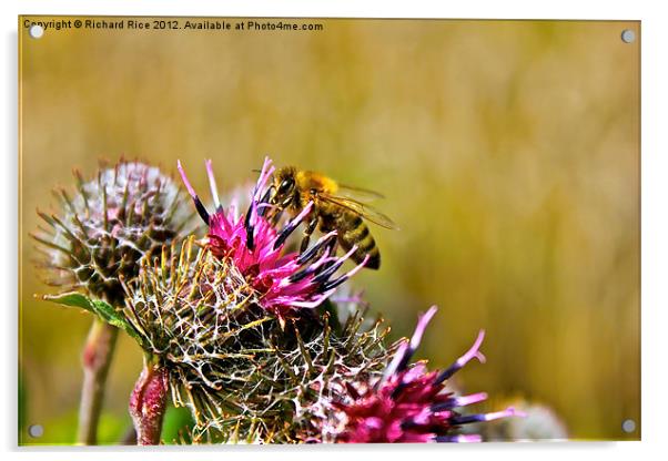 Bee on Cacti Acrylic by Richard Rice
