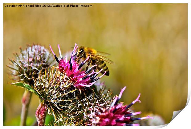 Bee on Cacti Print by Richard Rice