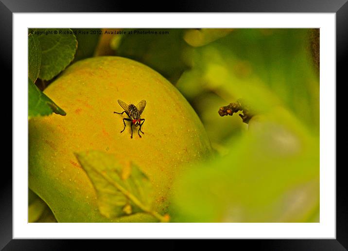 The Forbidden Fruit Framed Mounted Print by Richard Rice