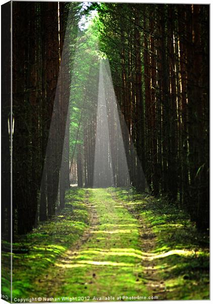 Forest beams Canvas Print by Nathan Wright