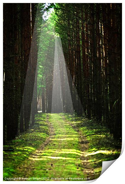 Forest beams Print by Nathan Wright