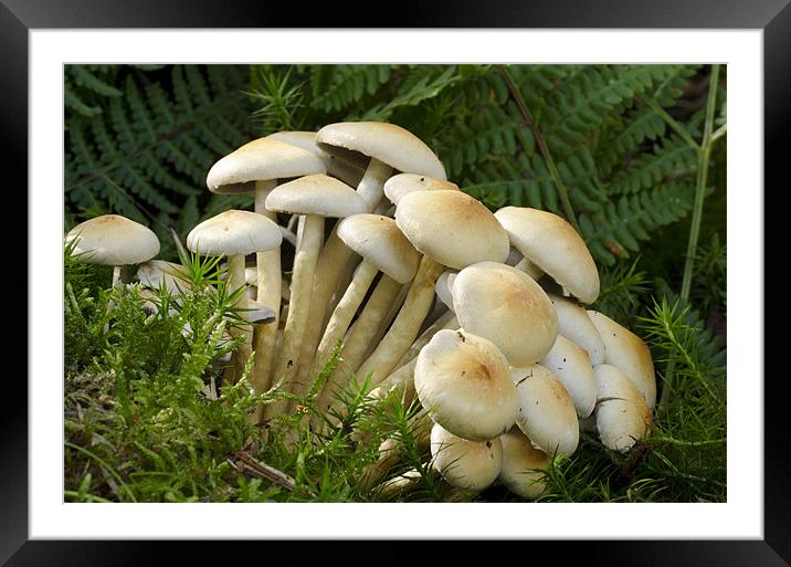 Mushroom Season Framed Mounted Print by Oliver Porter