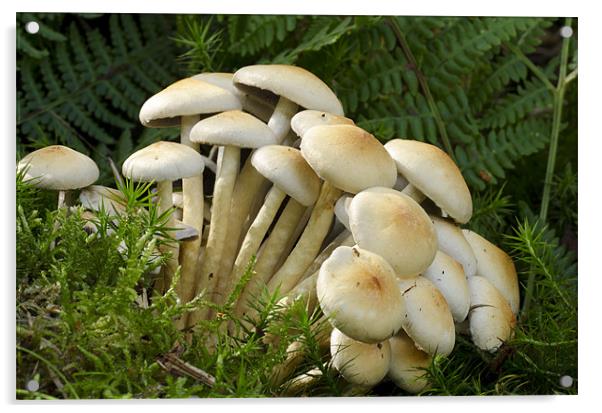 Mushroom Season Acrylic by Oliver Porter