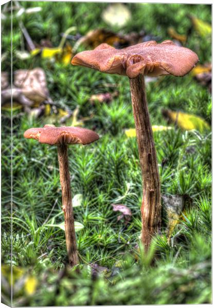 Mossy Mushrooms Canvas Print by Oliver Porter