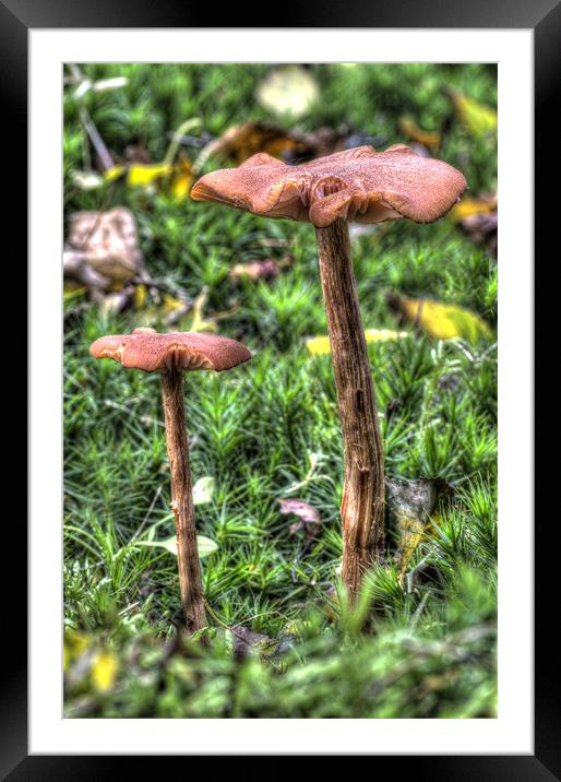 Mossy Mushrooms Framed Mounted Print by Oliver Porter