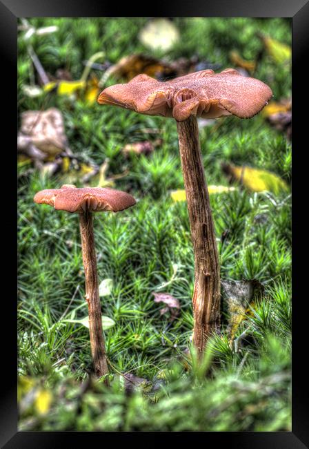Mossy Mushrooms Framed Print by Oliver Porter