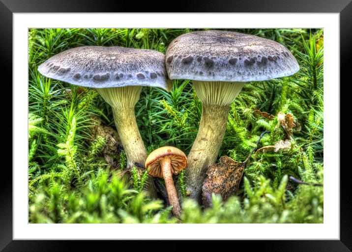 Fairy Story Toadstool Framed Mounted Print by Oliver Porter