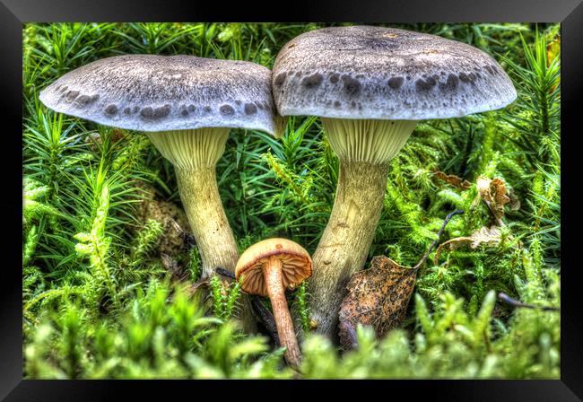 Fairy Story Toadstool Framed Print by Oliver Porter