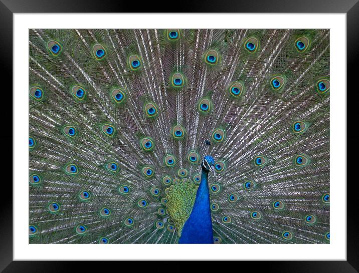 Peacock Framed Mounted Print by Will Black