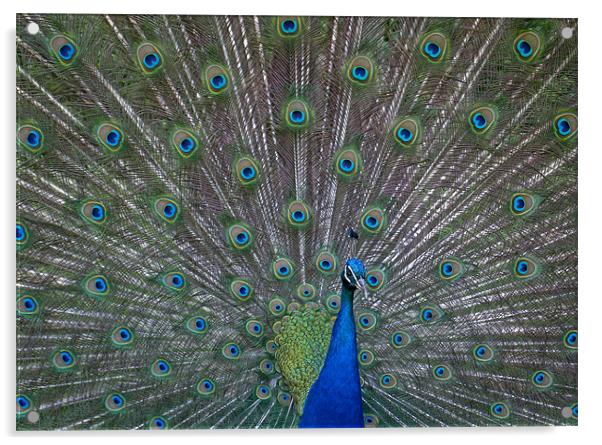 Peacock Acrylic by Will Black