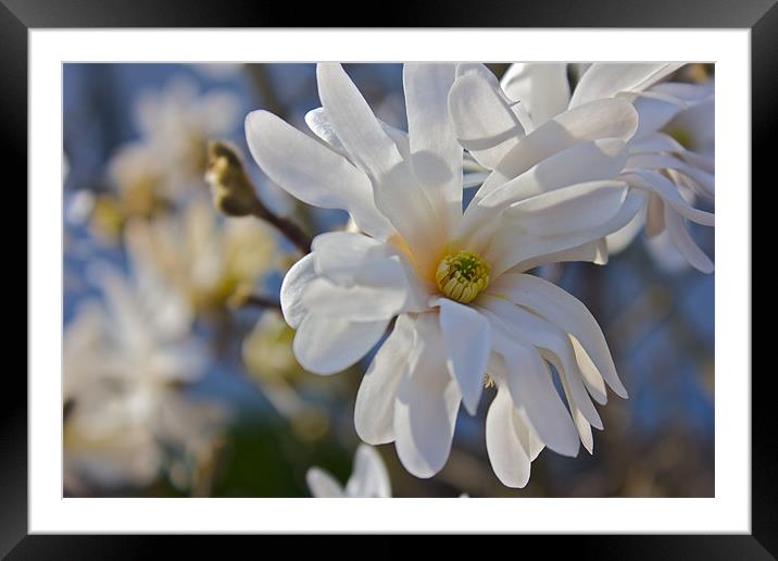 Magnolia Framed Mounted Print by Richard Rice