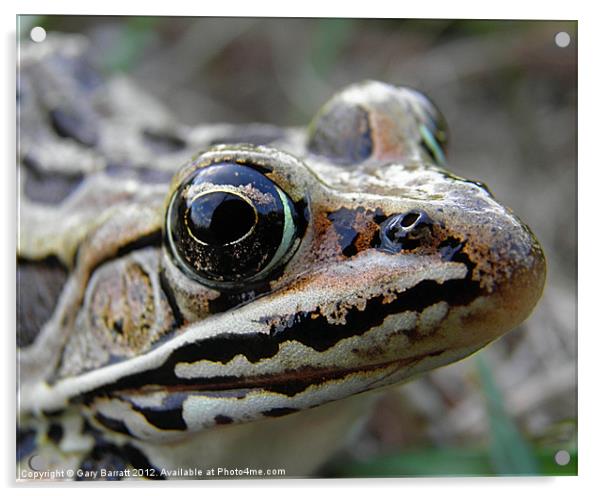 Frog Eyed Acrylic by Gary Barratt
