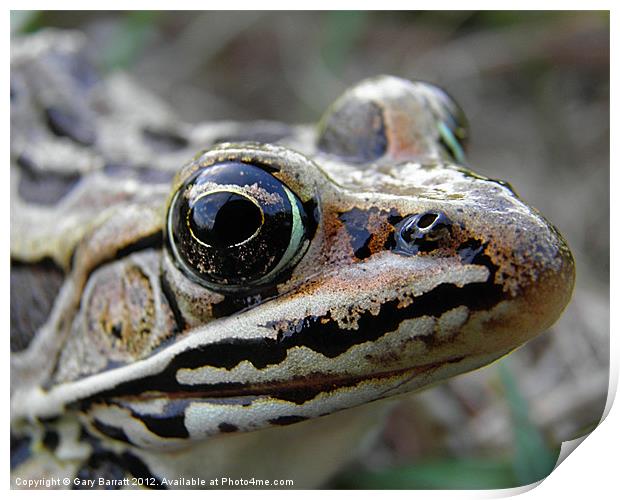 Frog Eyed Print by Gary Barratt