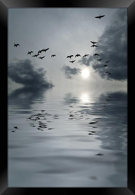 flying home Framed Print by Heather Newton