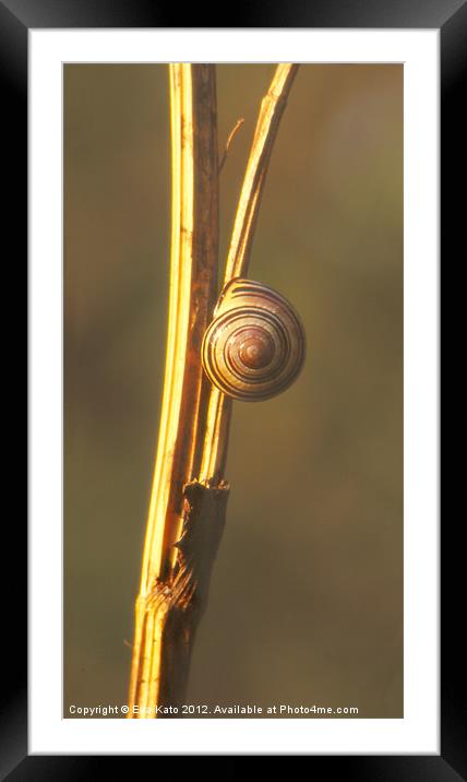 Snail on Twig Framed Mounted Print by Eva Kato