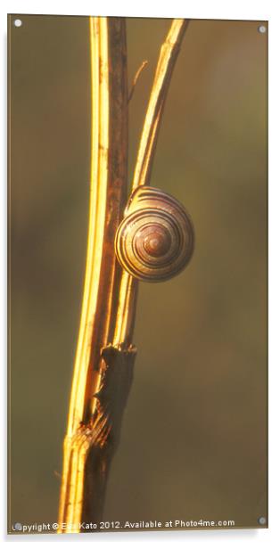 Snail on Twig Acrylic by Eva Kato