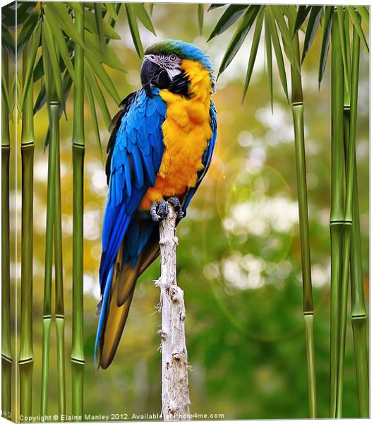 Blue and Yellow Macaw Canvas Print by Elaine Manley