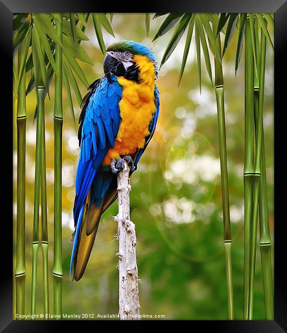 Blue and Yellow Macaw Framed Print by Elaine Manley