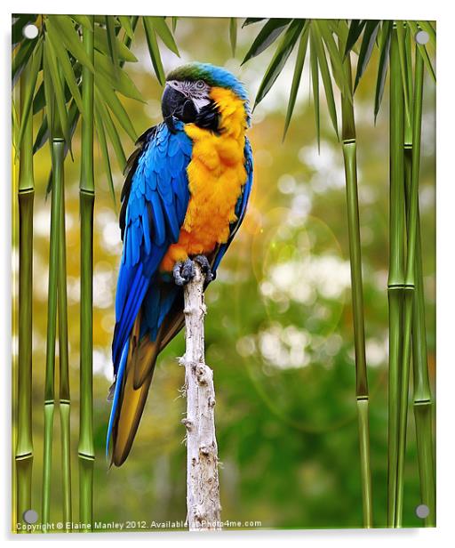 Blue and Yellow Macaw Acrylic by Elaine Manley