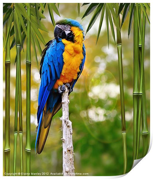 Blue and Yellow Macaw Print by Elaine Manley