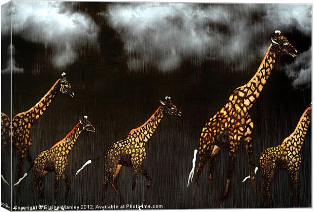 Giraffe Canvas Print by Elaine Manley