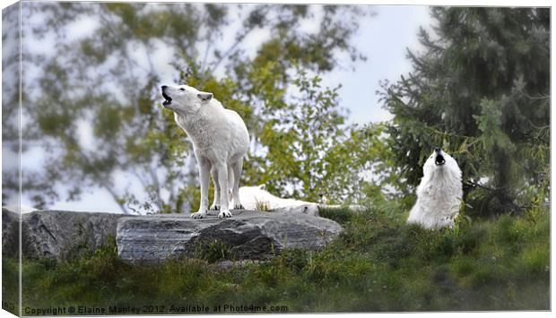 Howling  White Wolves Canvas Print by Elaine Manley