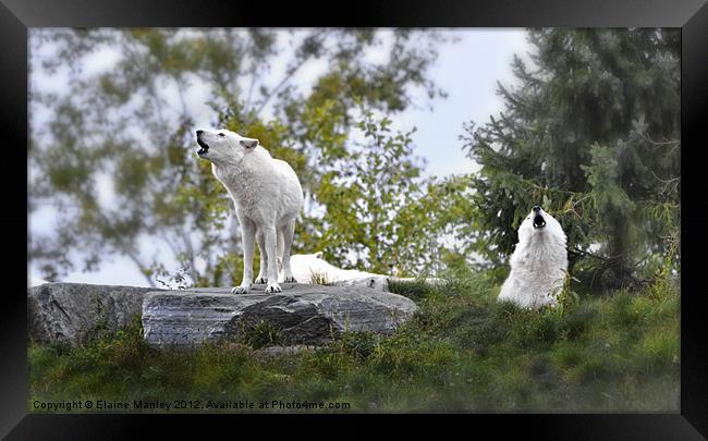 Howling  White Wolves Framed Print by Elaine Manley