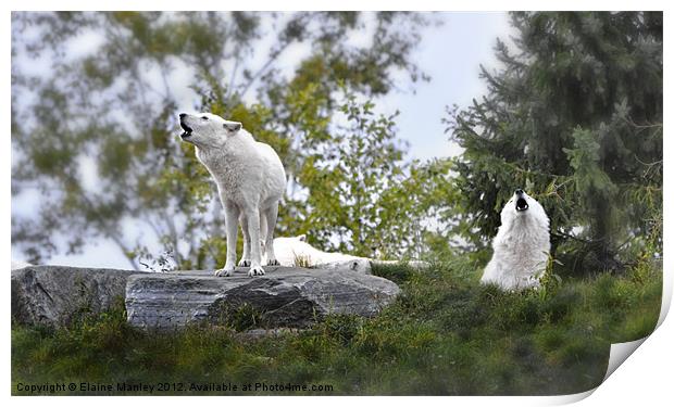 Howling  White Wolves Print by Elaine Manley