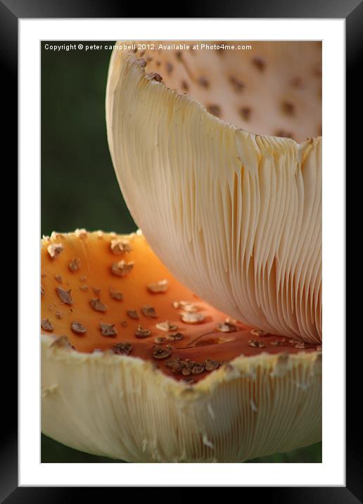 Mushroom! Mush! Framed Mounted Print by peter campbell