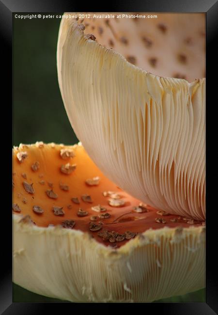 Mushroom! Mush! Framed Print by peter campbell