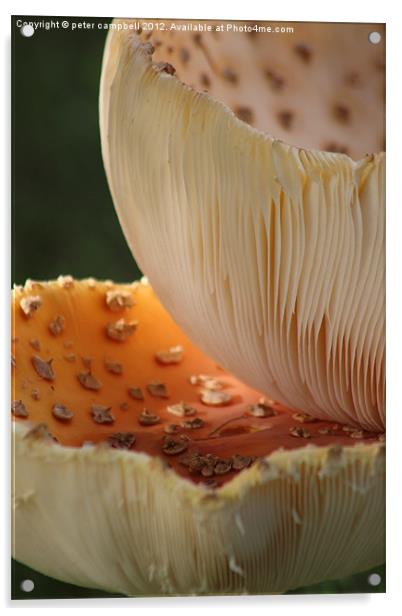 Mushroom! Mush! Acrylic by peter campbell