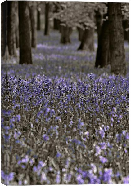 Bluebells in a Monochrome Wood Canvas Print by graham young