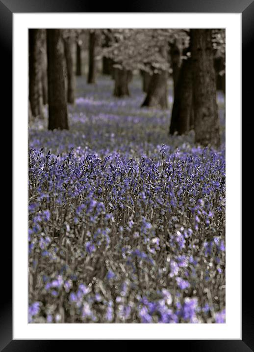 Bluebells in a Monochrome Wood Framed Mounted Print by graham young
