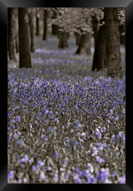 Bluebells in a Monochrome Wood Framed Print by graham young