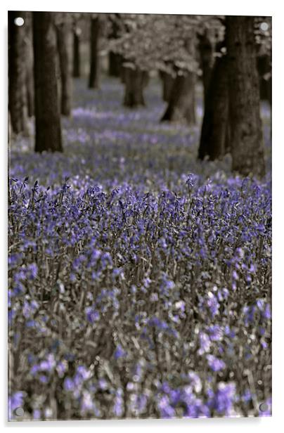 Bluebells in a Monochrome Wood Acrylic by graham young