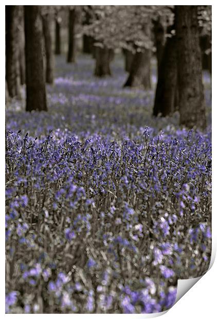 Bluebells in a Monochrome Wood Print by graham young