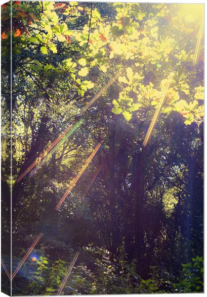 Sunbeams in the Woods Canvas Print by Dawn Cox