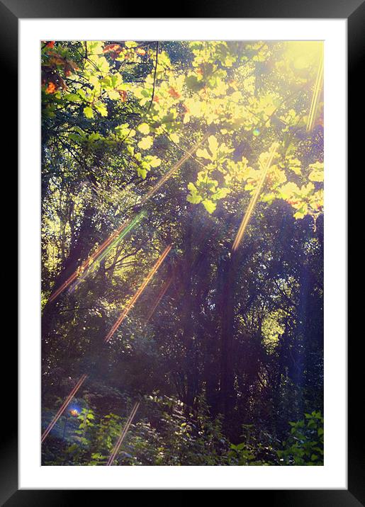 Sunbeams in the Woods Framed Mounted Print by Dawn Cox