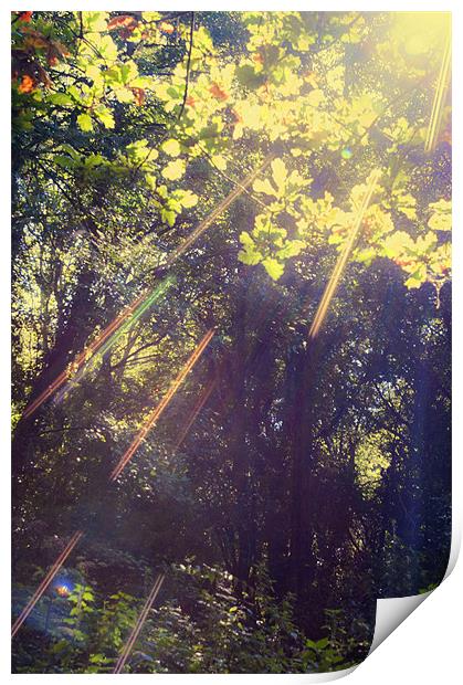 Sunbeams in the Woods Print by Dawn Cox