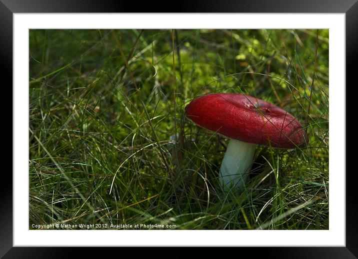 Lone shroom! Framed Mounted Print by Nathan Wright
