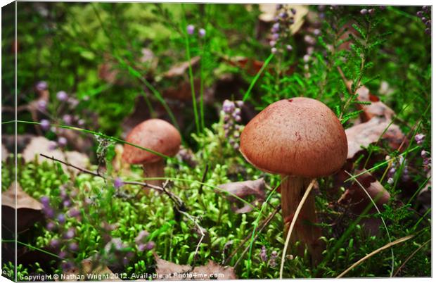 Shroom garden Canvas Print by Nathan Wright