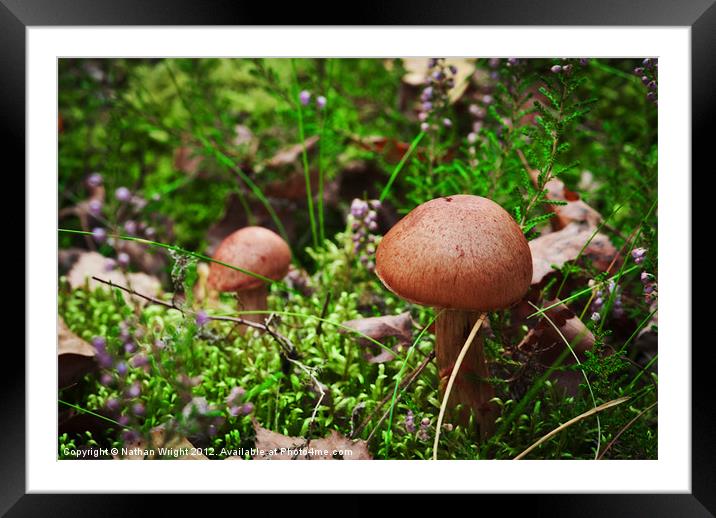 Shroom garden Framed Mounted Print by Nathan Wright