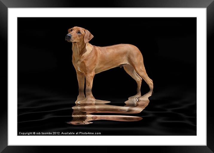 A PROUD RIDGEBACK Framed Mounted Print by Rob Toombs