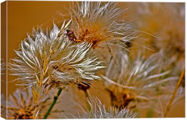 Wheat Canvas Print by Richard Rice