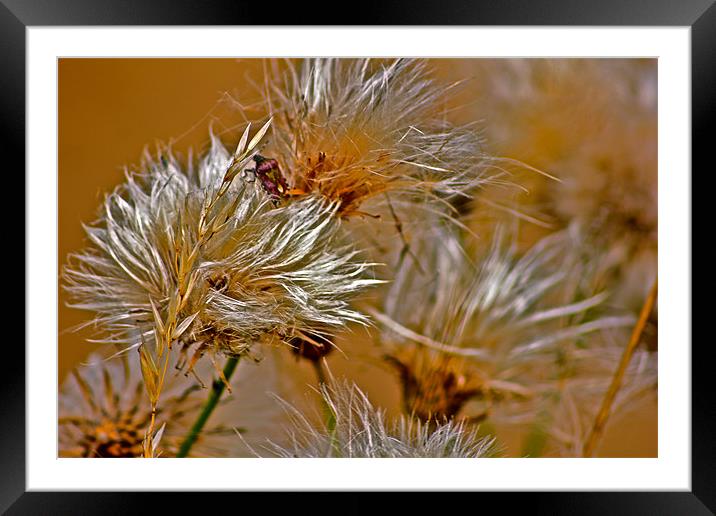 Wheat Framed Mounted Print by Richard Rice