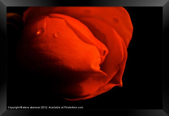 Red rose in the shadows Framed Print by steve akerman