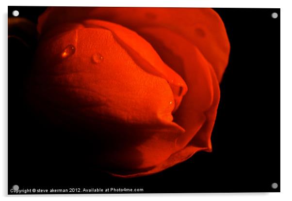 Red rose in the shadows Acrylic by steve akerman