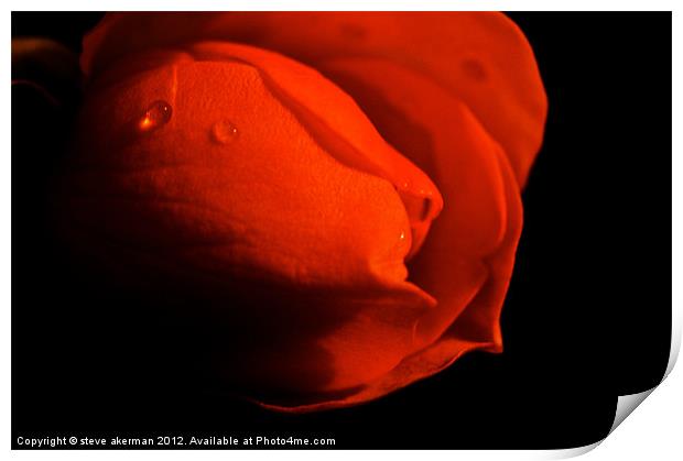 Red rose in the shadows Print by steve akerman